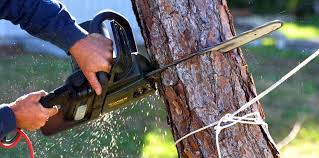 Best Firewood Processing and Delivery  in San Rafael, CA