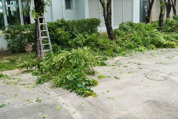 Best Lawn Irrigation Installation and Maintenance  in San Rafael, CA