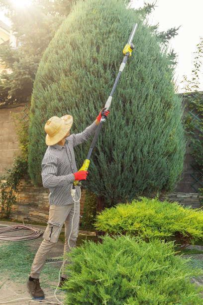 Best Tree Mulching  in San Rafael, CA