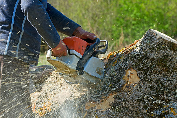 How Our Tree Care Process Works  in  San Rafael, CA